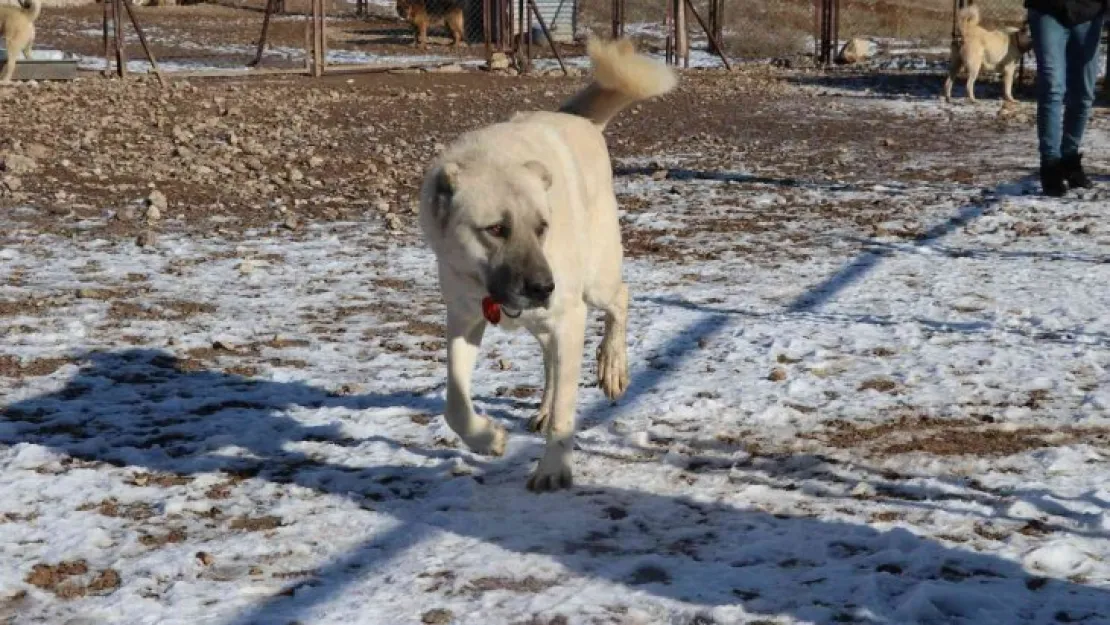 Laboratuvar köpeği olan pitbullar insan elinde katilleşiyor