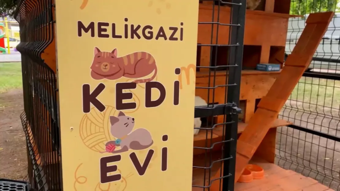 Can dostlar için kedi evleri