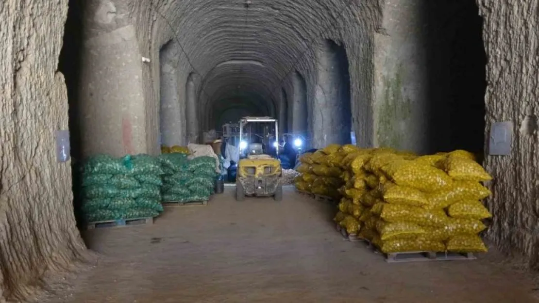 Milli patates tohumları toprakla buluşuyor