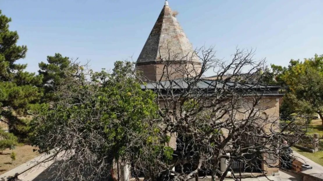 Nevşehir'de 700 yaşındaki dut ağacı, zamana meydan okuyor