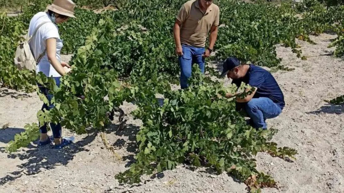 NEVÜZÜM Ürgüp'te saha tarama çalışması yaptı