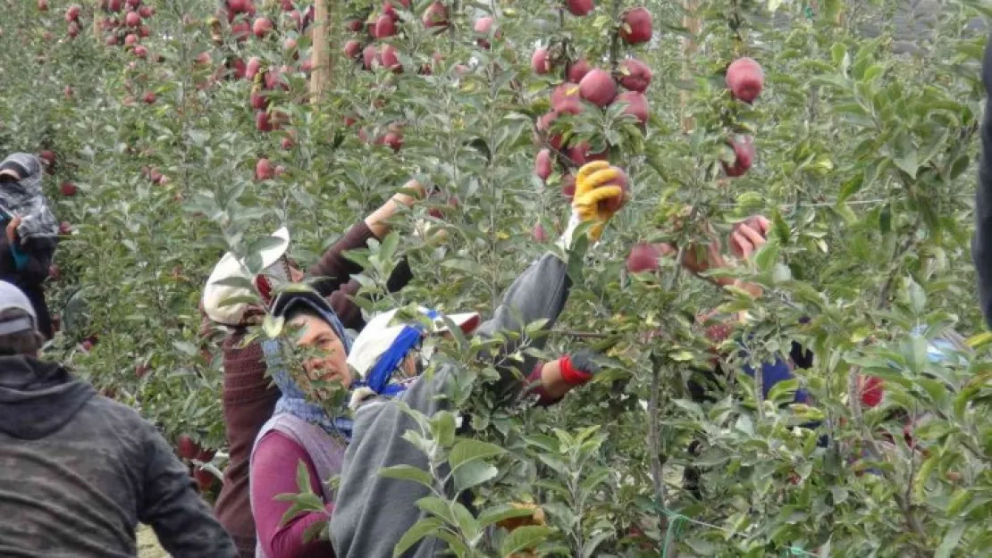 Niğde'de 650 bin ton elma rekoltesi bekleniyor