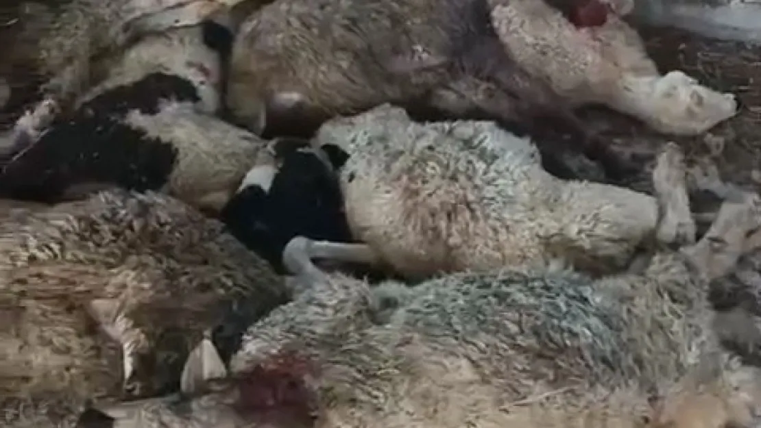 Niğde'de aç kurt 9 koyunu telef etti, 7 koyunu yaraladı