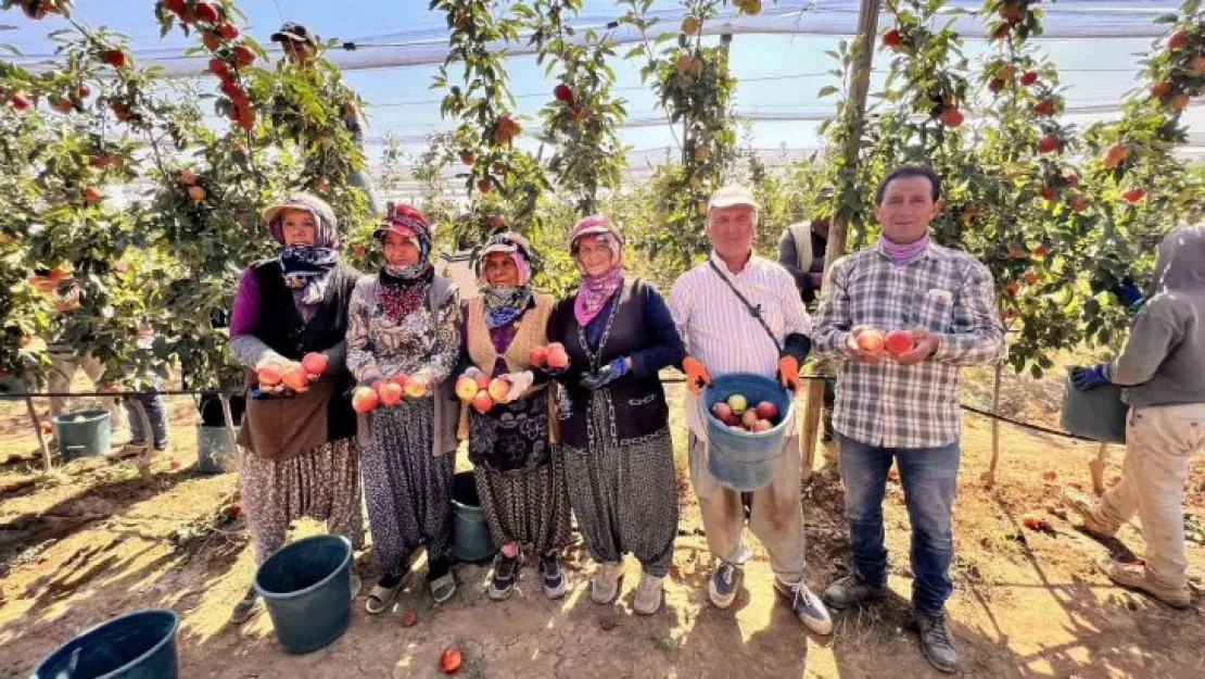 Niğde'de bu yıl 650 bin ton elma rekoltesi bekleniyor