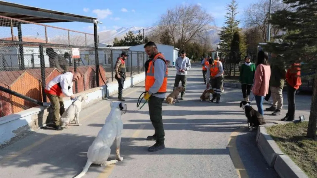 Niğde'de tehlikeli köpeklere uyum eğitimi veriliyor