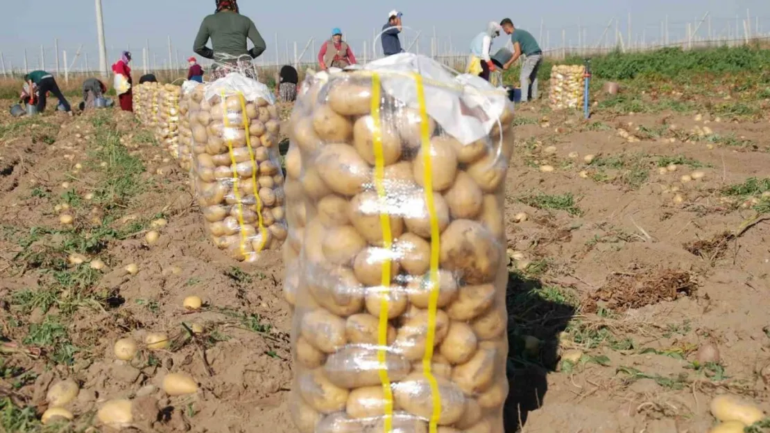 Niğde'de yazlık patates ekimi yüzde 200 arttı