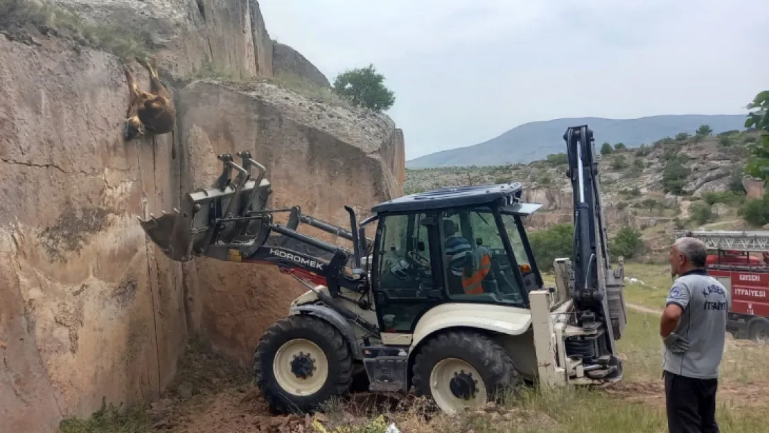 Otlamaya çıkan inek, kayalıklarda asılı kaldı