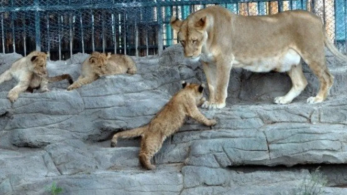 Harikalar Diyarı'nın Yeni 'aslan'ları