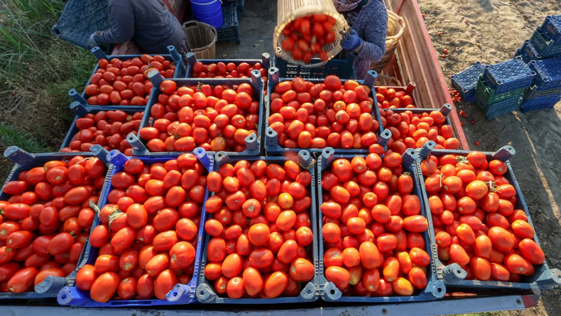 Salçalık domates 8 lira civarında