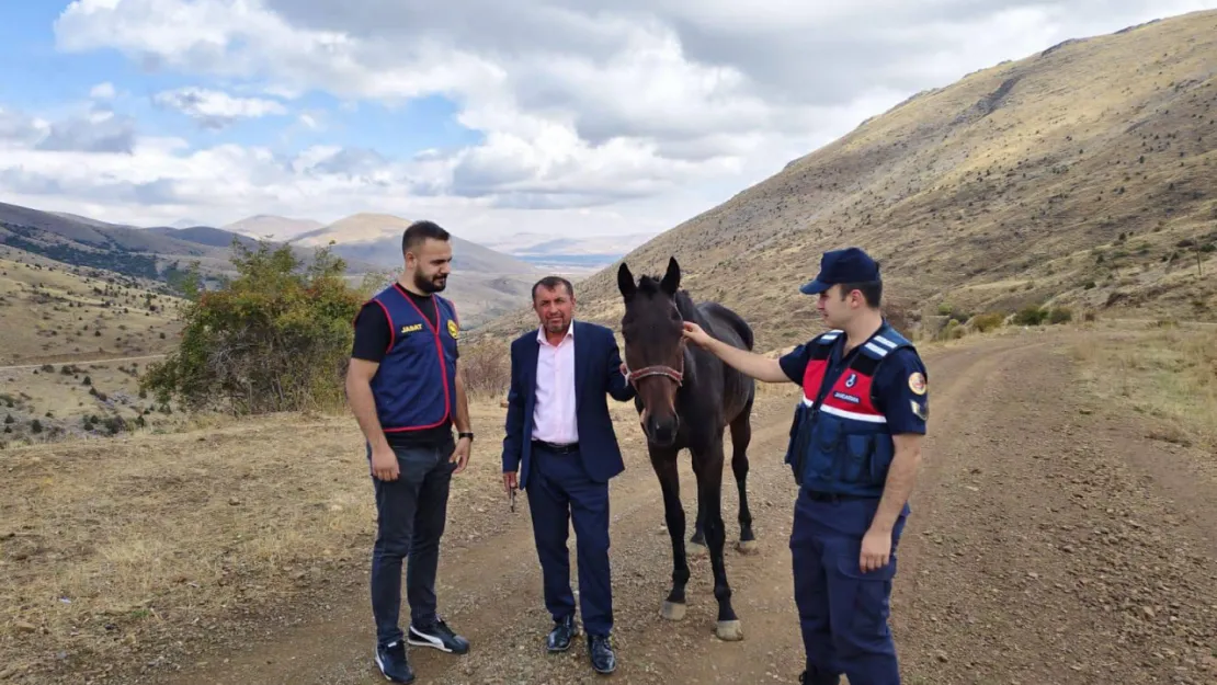 Sarız'da çalınan İngiliz atı bulundu