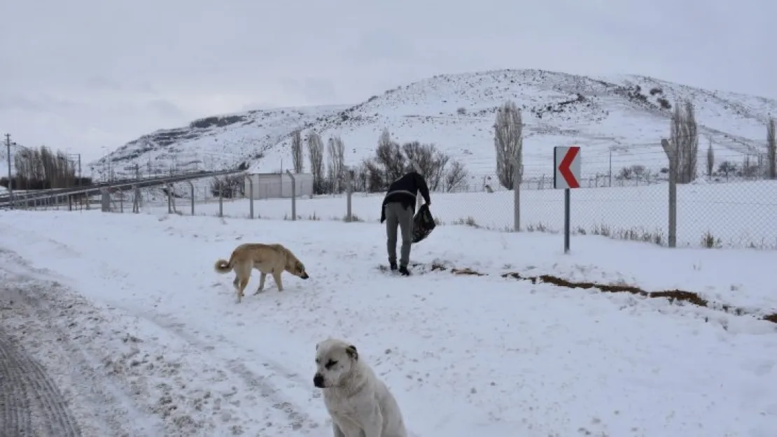 Sokak hayvanlarına mama desteği