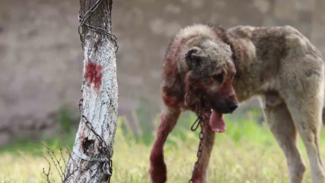 Bir sokak köpeği dehşeti daha!