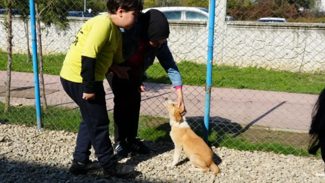 Sokak köpeği tehlikesi: Sevmek isterken ortaokul öğrencisi ısırıldı