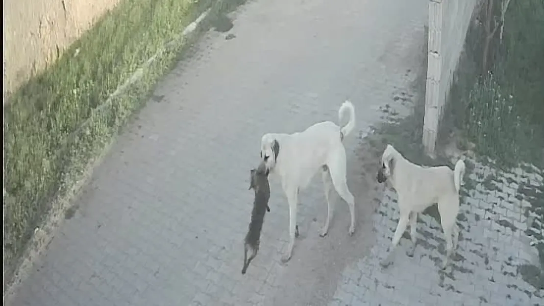 Sokak köpekleri bağlı köpeğe saldırarak öldürdü