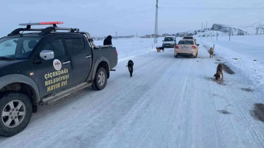 Sokak köpeklerini soğuk havada zehirleyip ölüme terk ettiler