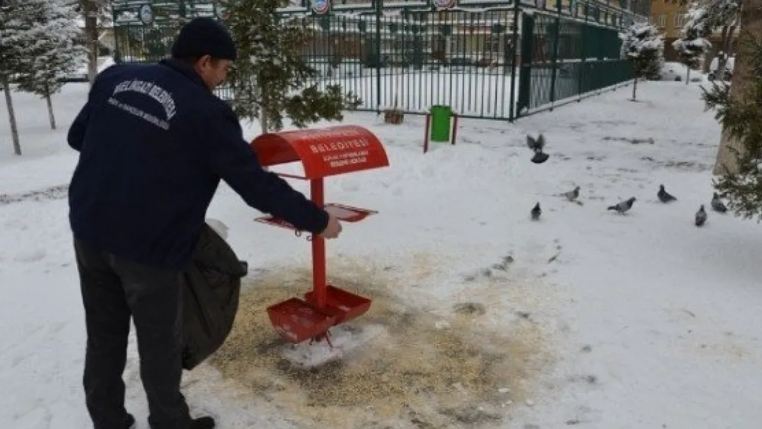 Sokak Hayvanlarına Ve Kuşlara Belediyeden Gıda Desteği 