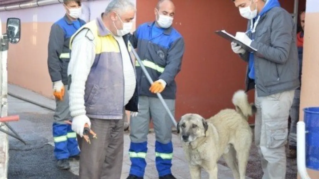 Sokak Köpeklerine Kış Koruması