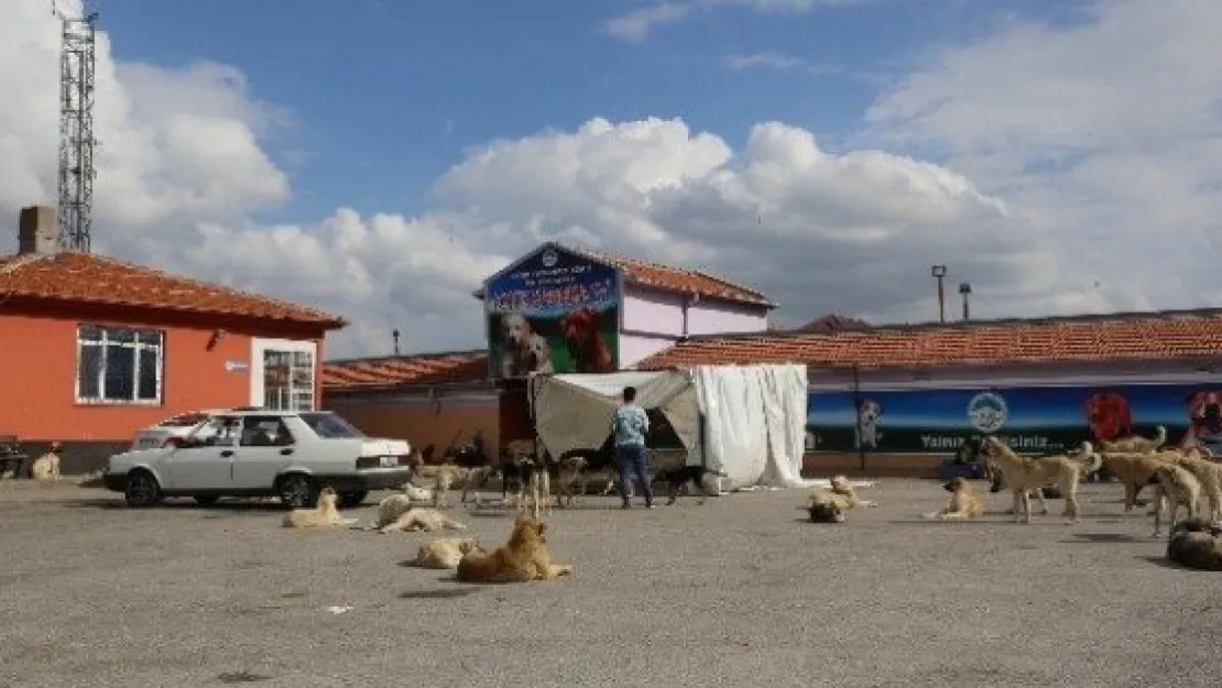 Sokak Köpeklerinin Hayat Şartlarını Büyükşehir İyileştirdi 