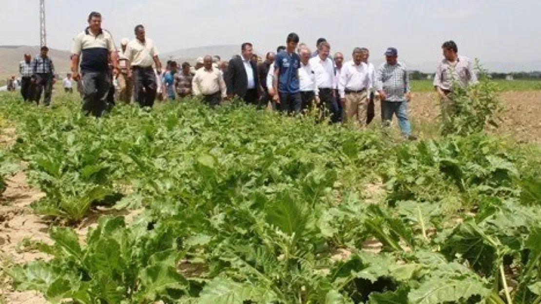 Son Yağışlar, Pancar Çiftçisinin Yüzünü Güldürdü 