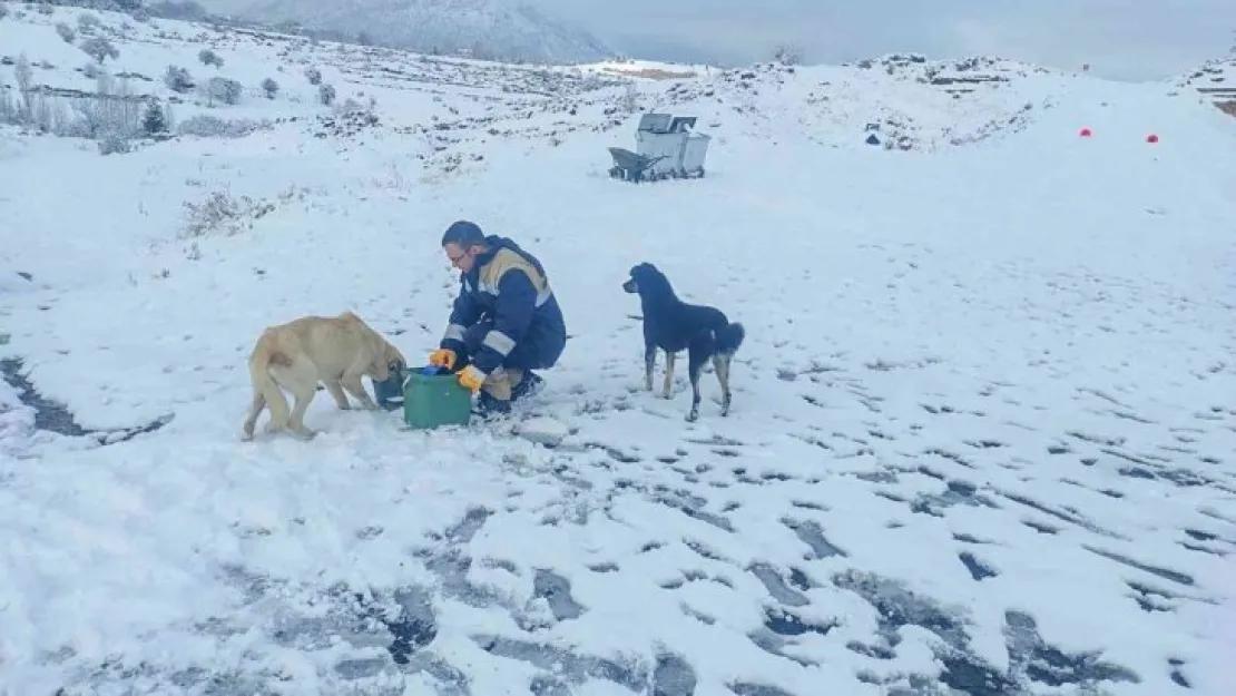 Talas Belediyesi'nden sokak hayvanları için 40 besleme noktası