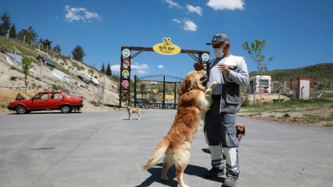 Talas Pati Evi'nde hasta ve bakıma muhtaç patiler tedavi oluyor