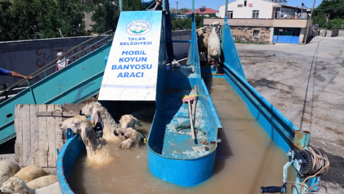Talas'ta Keneye Karşı Etkili Çözüm: İlaçlı Koyun Banyosu