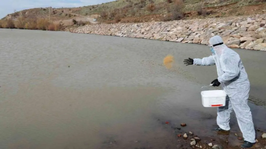 Talas'ta sinek ve haşerata erken önlem