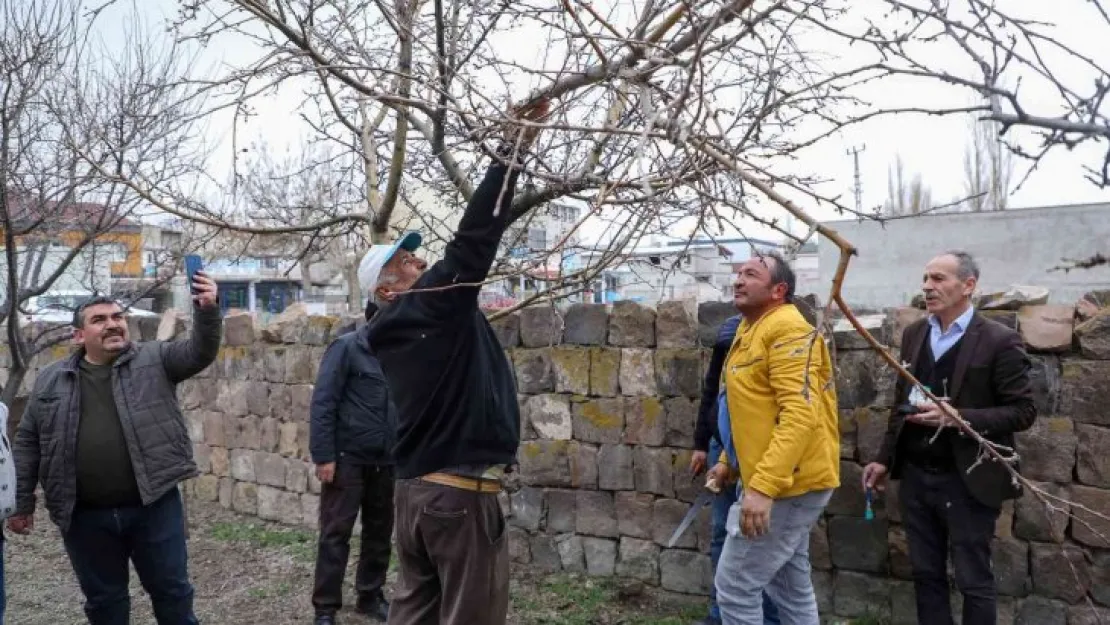 Talaslı çiftçilere uygulamalı aşı ve budama eğitimi