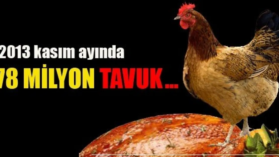 TAVUĞA HÜCUM…