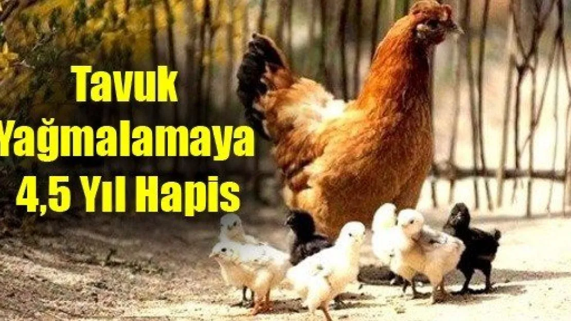 Tavuk Yağmalamaya 4,5 Yıl Hapis