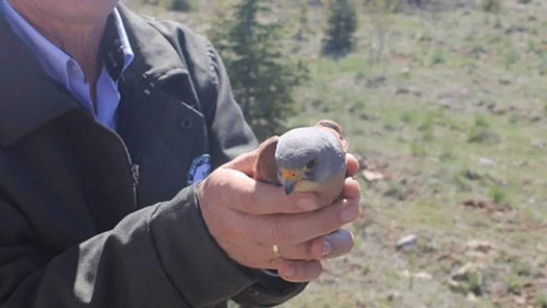 Tedavi edilen yabani hayvanlar doğaya bırakıldı