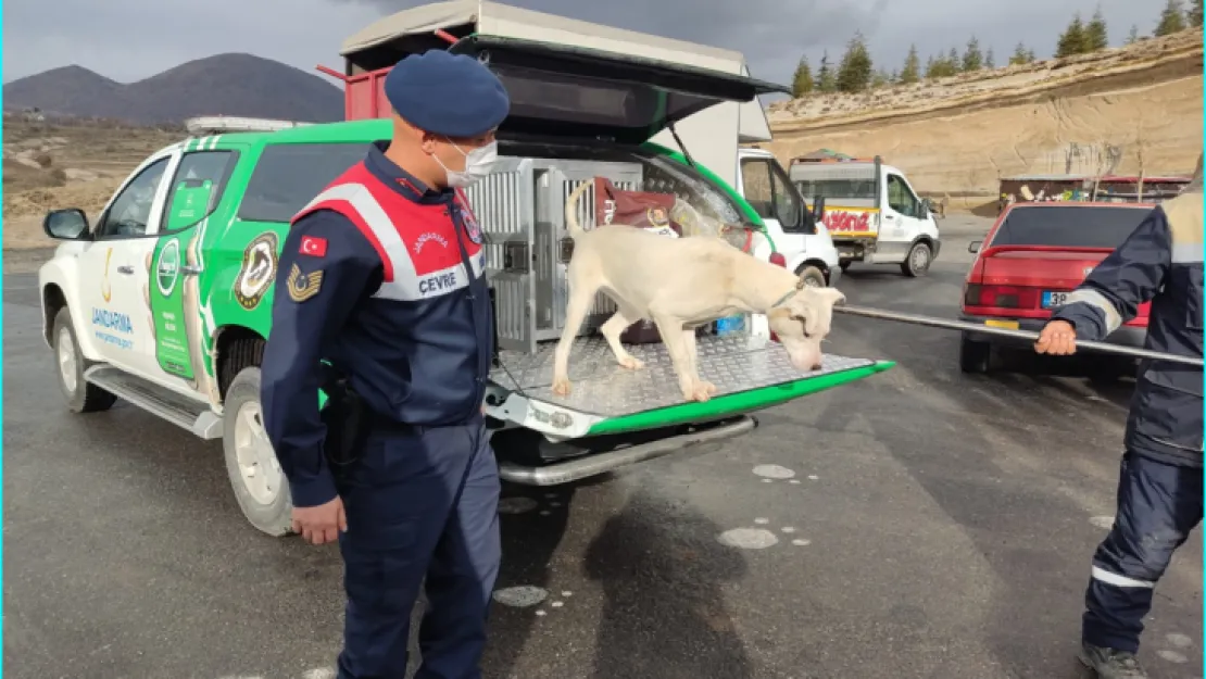 Tehlikeli ve başıboş köpeklere Jandarma operasyonu