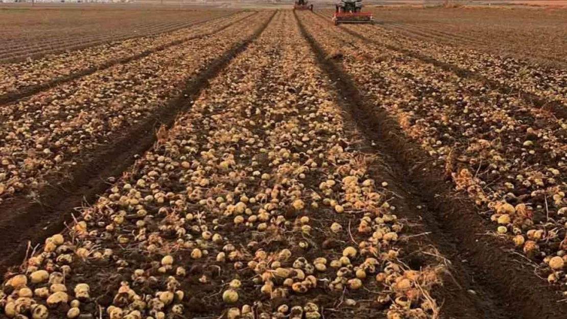 Tomarza'da patates hasadı tüm hızıyla devam ediyor