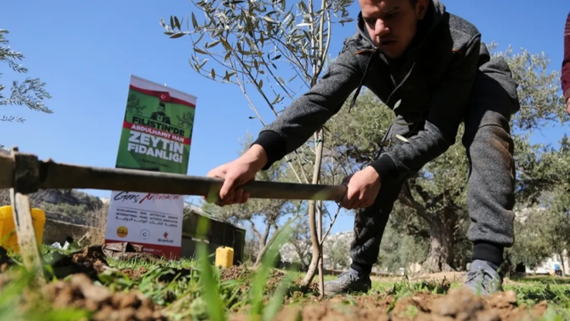 Türkiye'den Kudüs'te Zeytin Fidanlıkları 