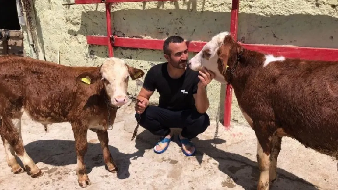 Türkiye'nin gündemine oturmuştu, psikolojisi bozulan buzağı banyo yaptı