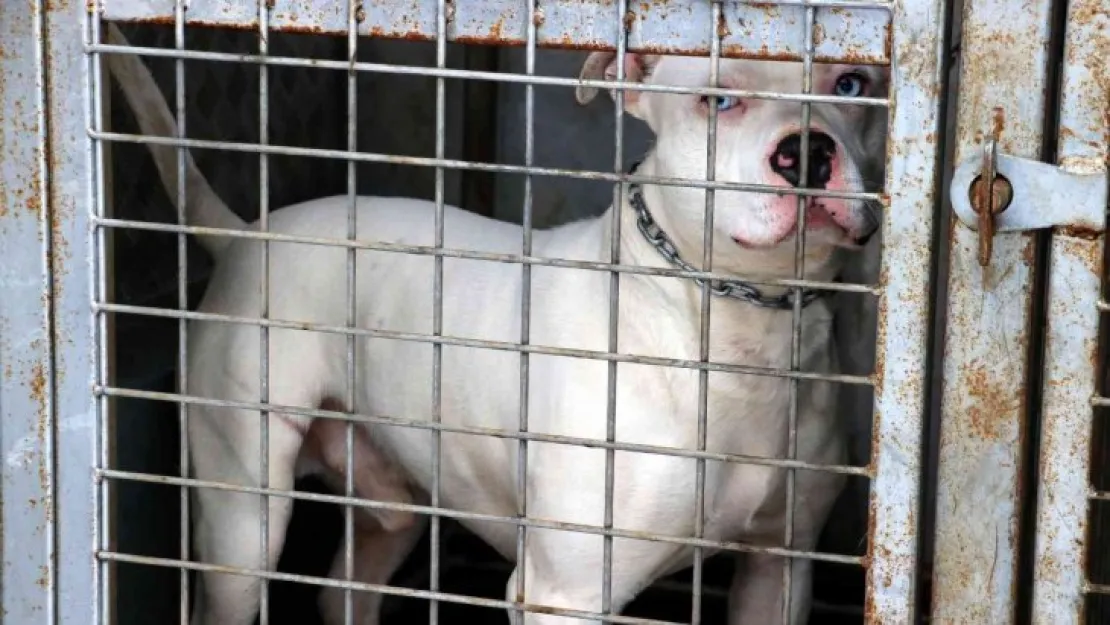 Uzmanı uyardı, saldıracak köpek nasıl anlaşılır