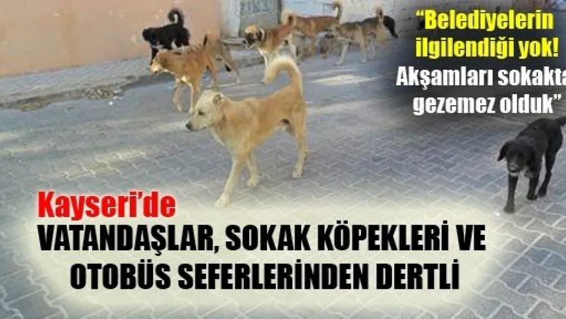 Vatandaşlar, Sokak Köpeklerinden Dertli