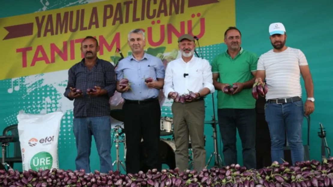 Yamula Patlıcan Festivali'ne 10 Binlerce Kişi Katıldı