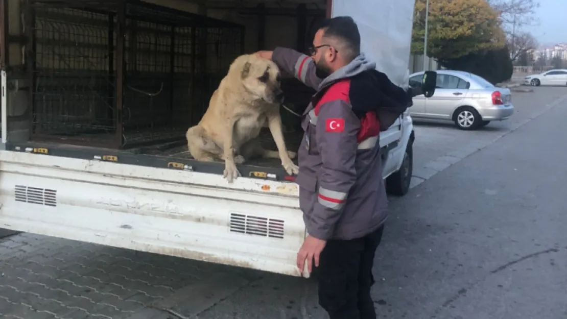 Yaralı köpeğin imdadına yetiştiler