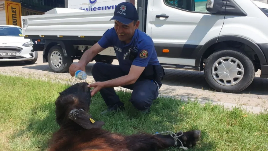 Yaralı kurbanlığa polis şefkati