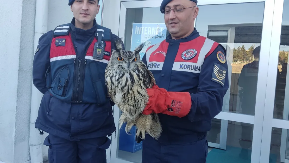 Yaralı Puhu Kuşu tedavi altına alındı