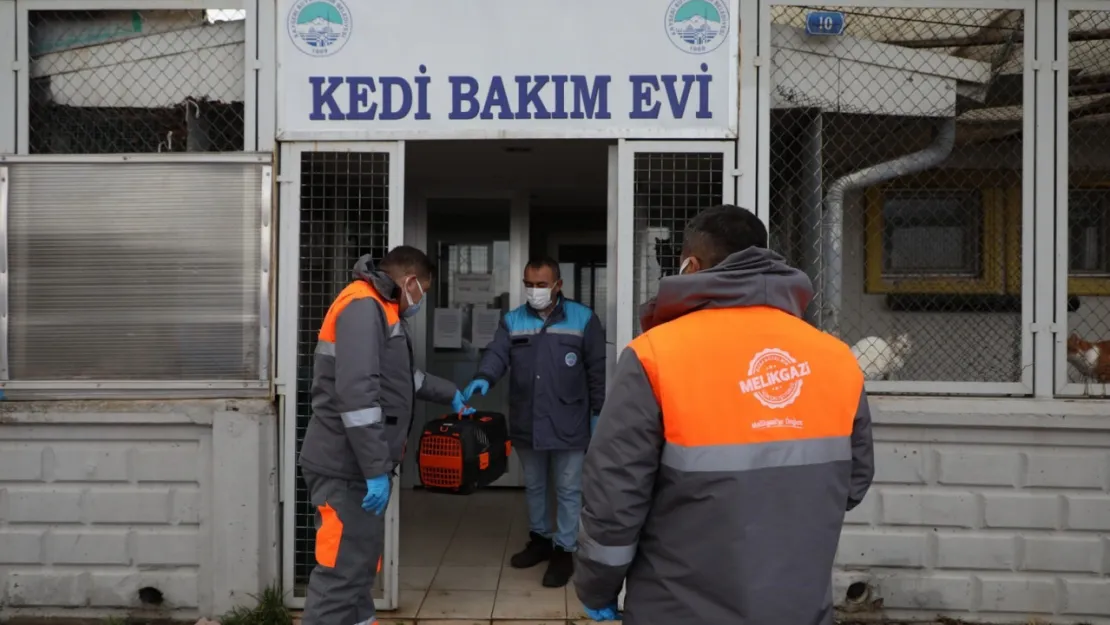 Yardıma muhtaç sokak hayvanları Melikgazi'nin sevimli dost ambulansı ile hayata tutundu