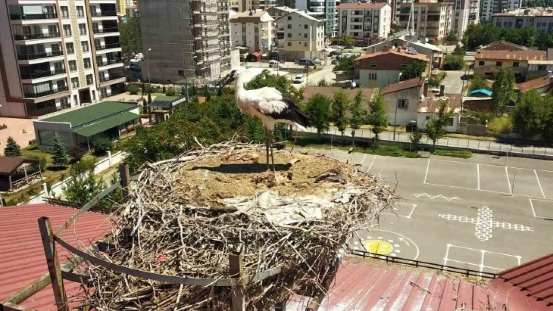 Yavru leylek için kendisini tehlikeye attı