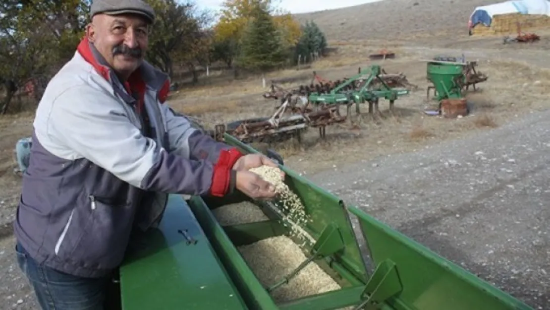 Yerli buğday tohumları toprakla buluştu