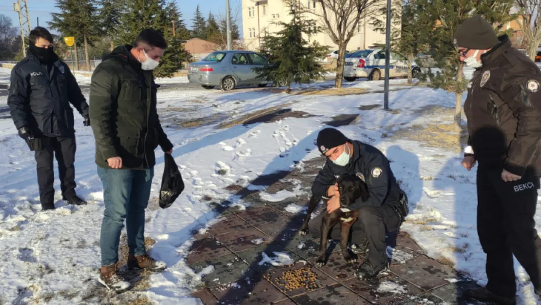 Yeşilhisar Emniyeti'nden sokak hayvanlarına mama desteği