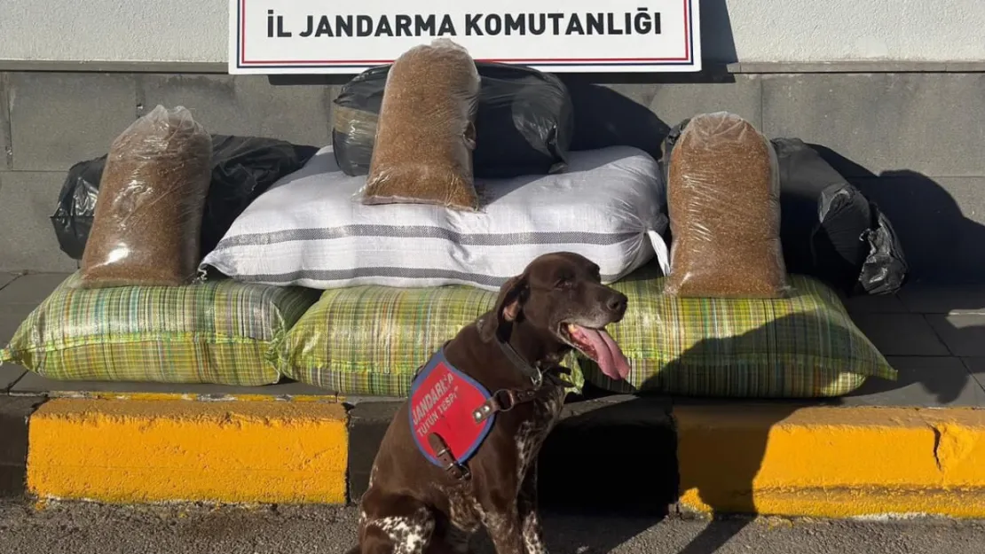 Yolcu otobüsünde 230 kilogram bandrolsüz tütün ele geçirildi