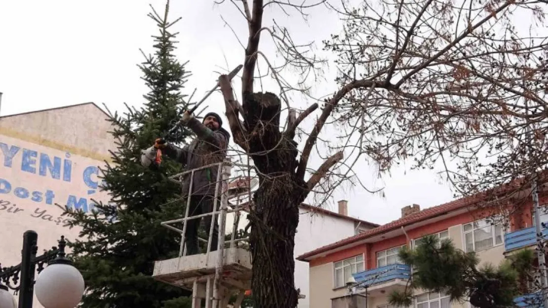 Yozgat Belediyesi ağaçlara bahar bakımı yapıyor