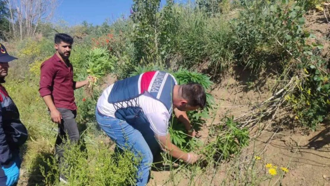 Yozgat'ta 249 kök Hint keneviri ele geçirildi