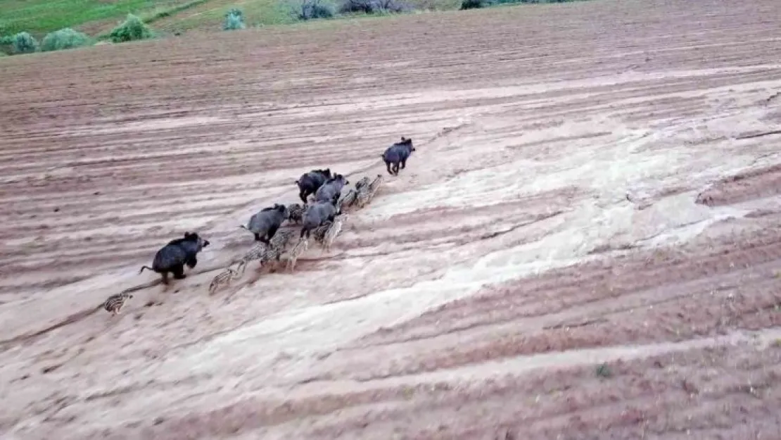 Yozgat'ta domuz sürüsü dron ile görüntülendi