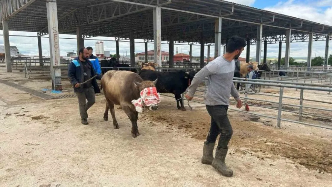 Yozgat'ta hayvan pazarları kurulmaya başladı